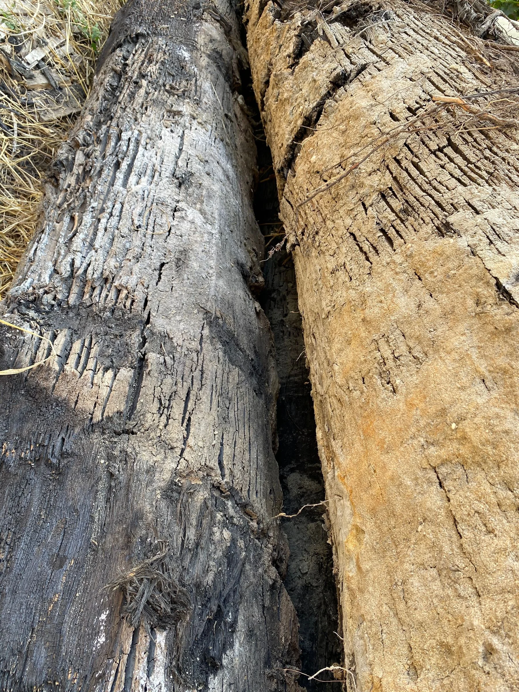 Bog oak logs