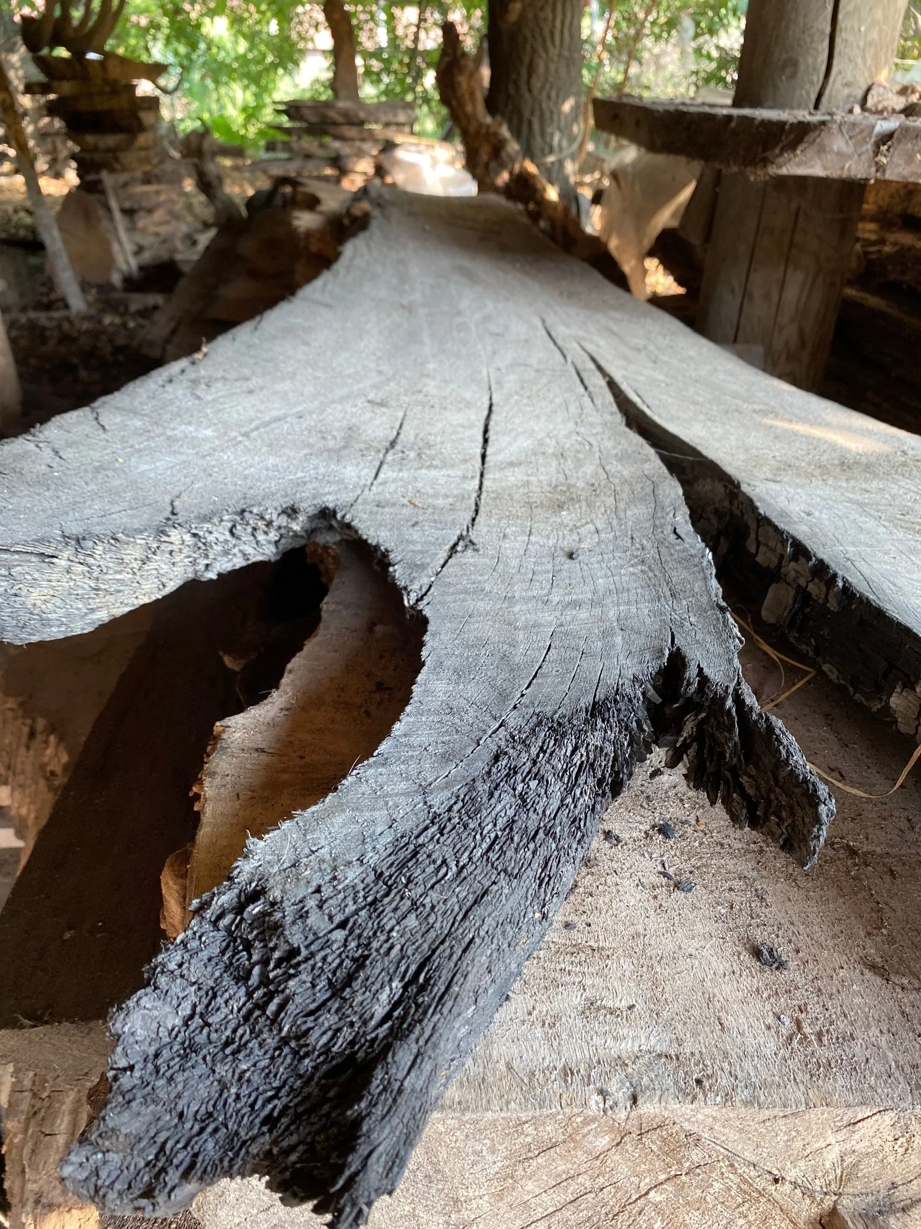 A split bog oak trunk, the origin of Fossile